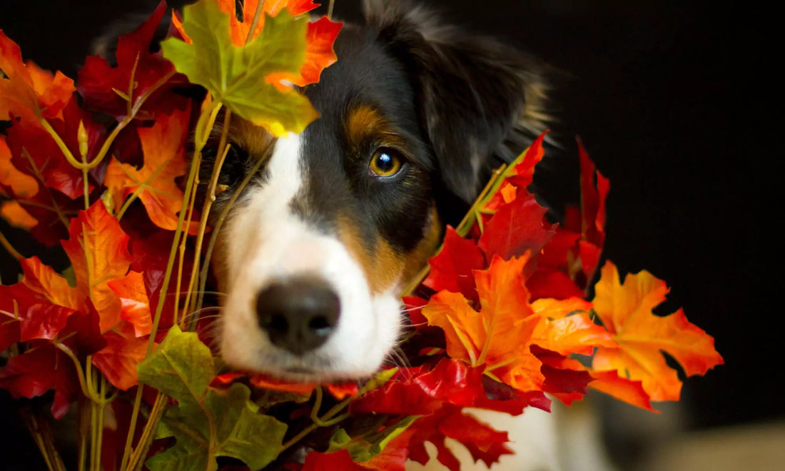 5 Tips for Walking Your Dog in Low-Light Conditions This Fall and Winter by Boogs & Boop.