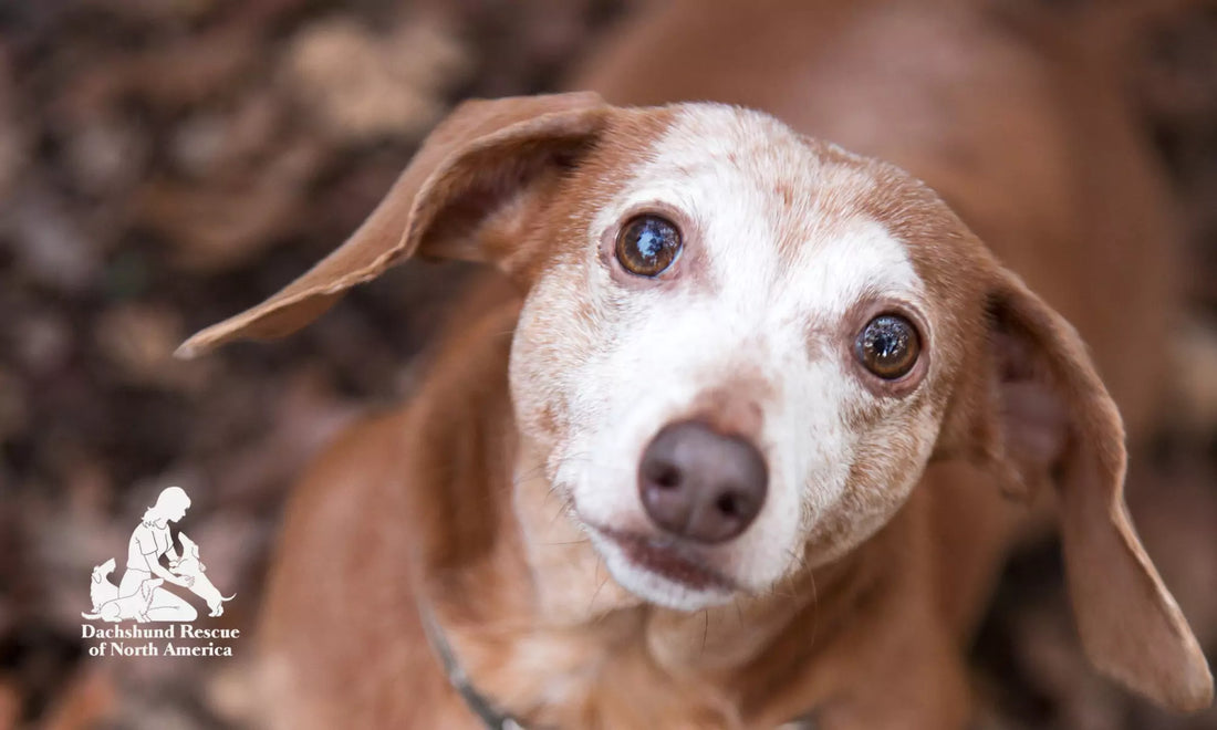 Boops for Good: Giving Back to Dachshund Rescue of North America