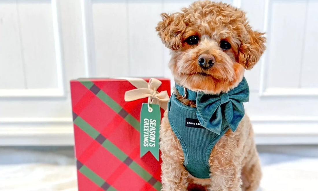 Budgeting and Financing for New Dog Accessories During the Holidays by Boogs & Boop