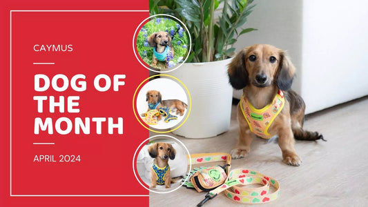 Read Dog of the Month: Caymus the Mini Longhaired Dachshund Dachshund | April 2024 Blog by Boogs & Boop.