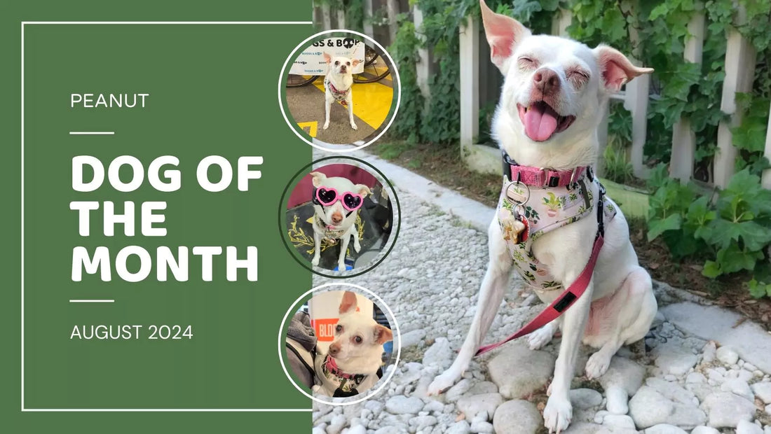 Dog of the Month: Peanut the Adventurous Chihuahua x Rat Terrier | August 2024