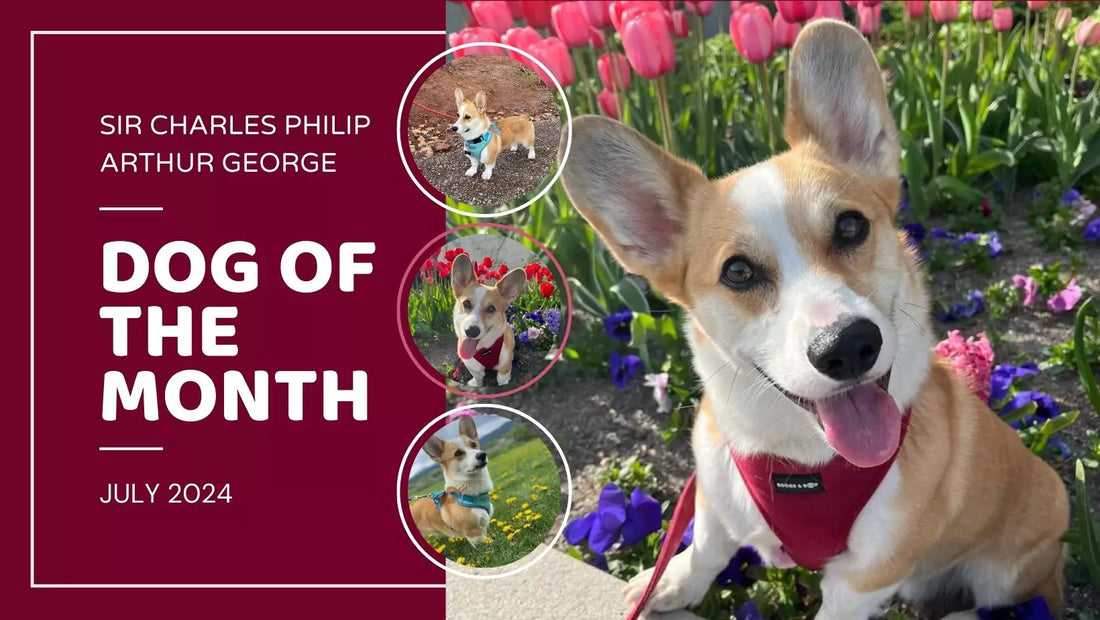 Dog of the Month: Sir Charles Philip Arthur George the Pembroke Corgi | July 2024