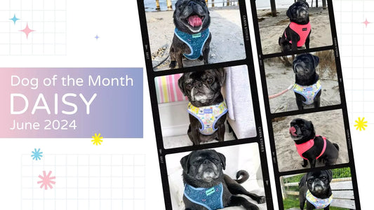 Celebrate Dog of the Month: Crazy Daisy the Cuddly Pug | June 2024 Crowned by Boogs & Boop.