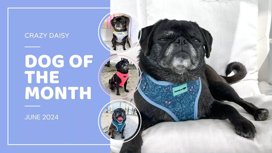 Celebrate Dog of the Month: Crazy Daisy the Cuddly Pug | June 2024 Crowned by Boogs & Boop.