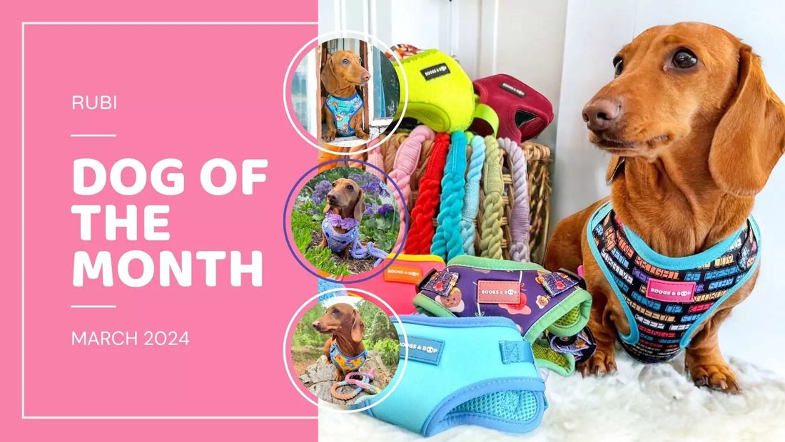 Read Dog of the Month: Rubi the Miniature Dachshund | March 2024 Blog by Boogs & Boop.