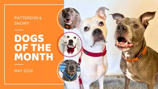 Read About Dogs of the Month: Patterson & Snowy the Adventure-Loving Duo | May 2024.