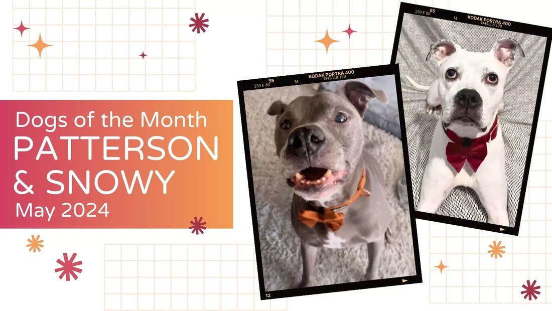 Read About Dogs of the Month: Patterson & Snowy the Adventure-Loving Duo | May 2024.