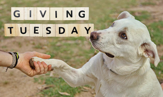 Giving Tuesday Boops for Good: Voorhees Animal Orphanage