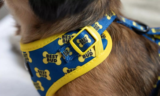 Learn How to Fit an Adjustable Dog Harness to Prevent Slipping with Boogs & Boop.
