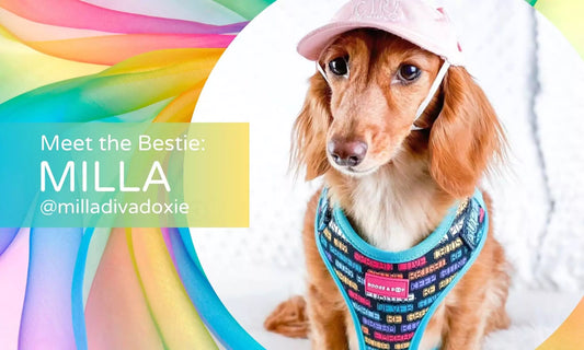 @milladivadoxie wearing Adjustable Pawsitive Affirmations Dog Harness by Boogs & Boop.