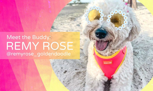 Meet the Buddy: Remy the Goldendoodle Who Loves Modeling for Boogs & Boop.