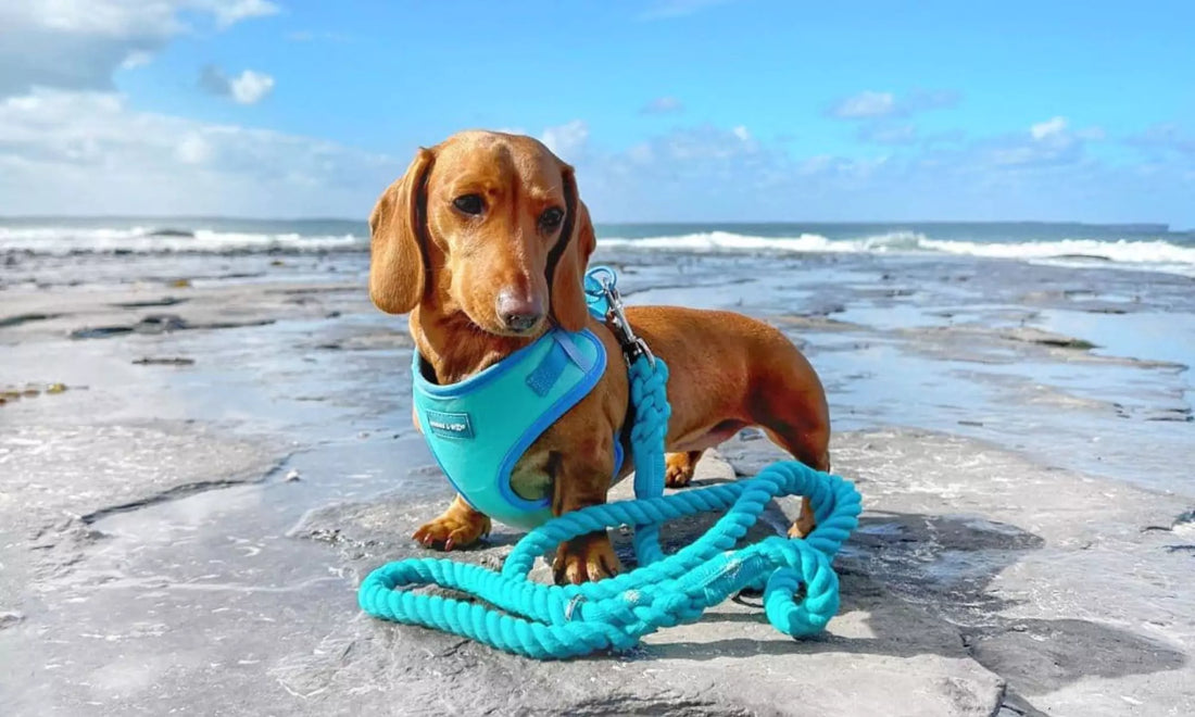 Discover essential summer dog accessories from Boogs & Boop for your pup.