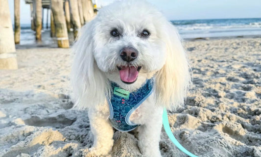 Discover Top Dog-Friendly Vacation Destinations and the Accessories You Need by Boogs & Boop.