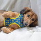 Caymus the Mini Dachshund Wearing Adjustable Best Bud Harness by Boogs & Boop.