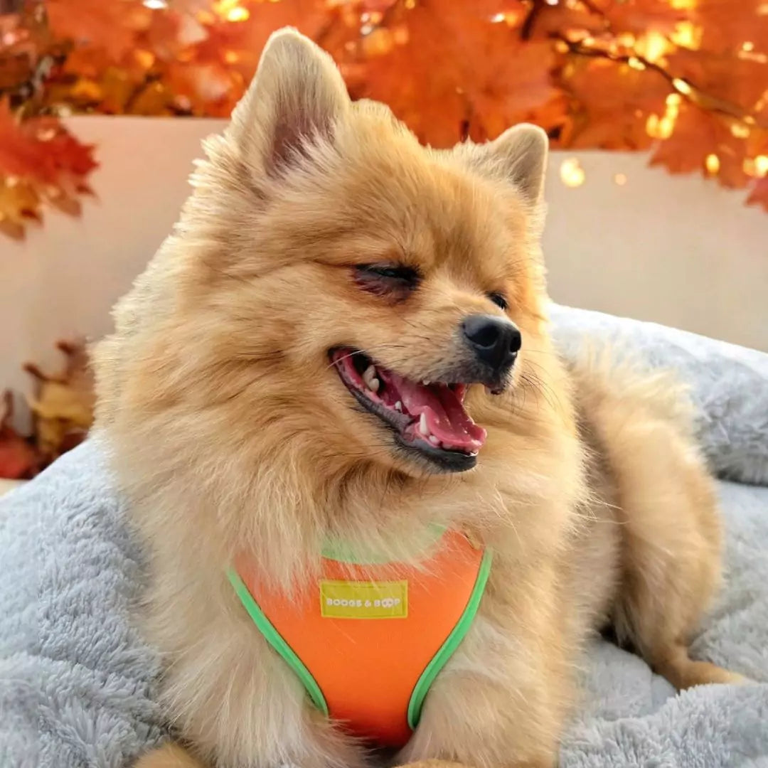 Pomeranian Wearing Adjustable Summer Color Block Dog Harness - Sherbet Orange by Boogs & Boop for fall.