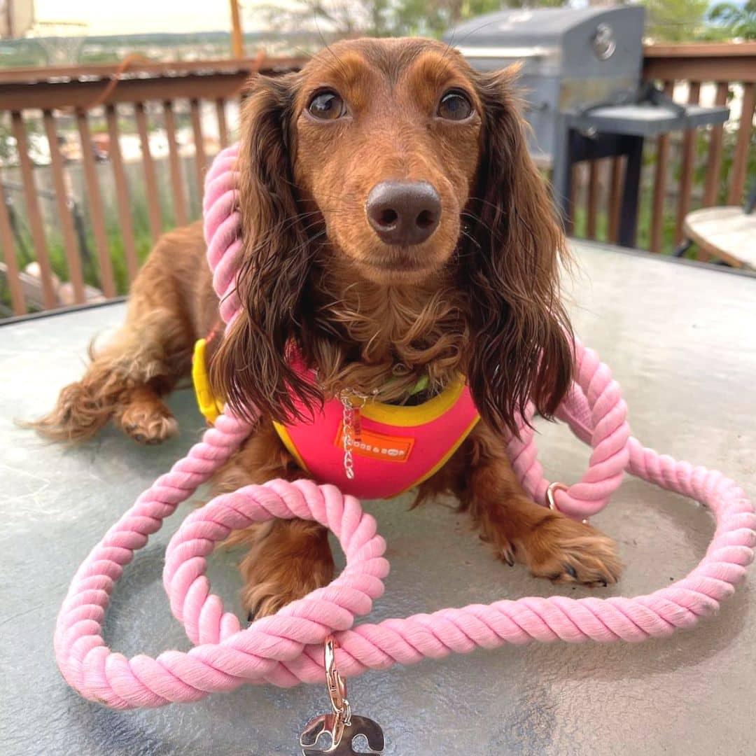 Adjustable Summer Color Block Dog Harness - Tropical Punch Pink