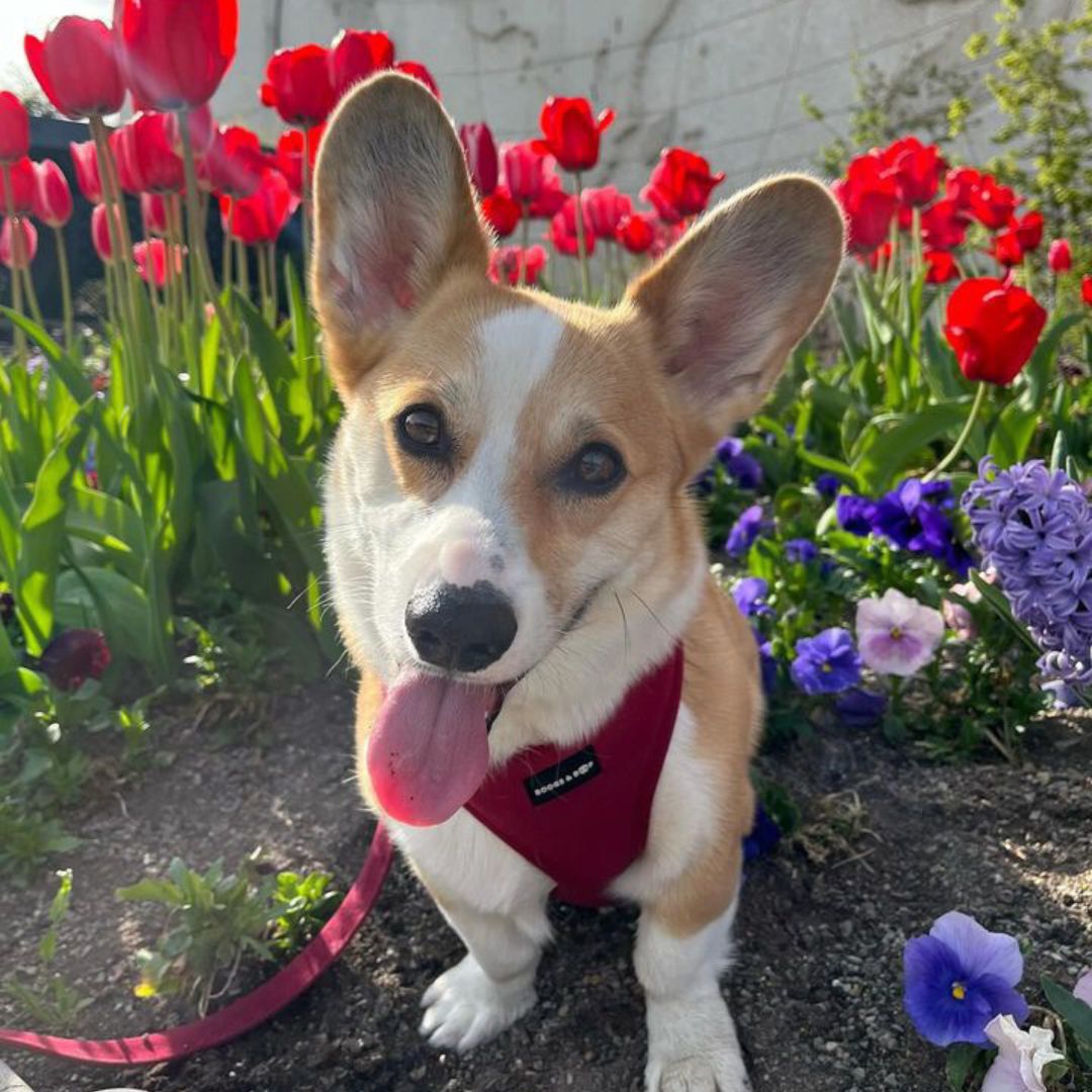 Shop Sir Charles the Corgi's Look — Adjustable Corduroy Dog Harness - Berry by Boogs & Boop.