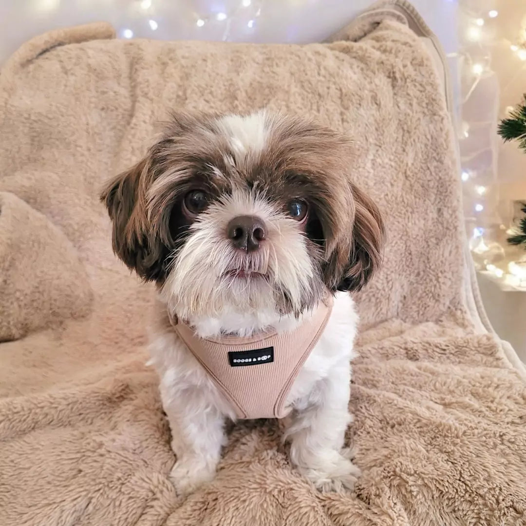 Adjustable Corduroy Dog Harness - Champagne Beige by Boogs & Boop Worn by Shih Tzu, Fluffy.