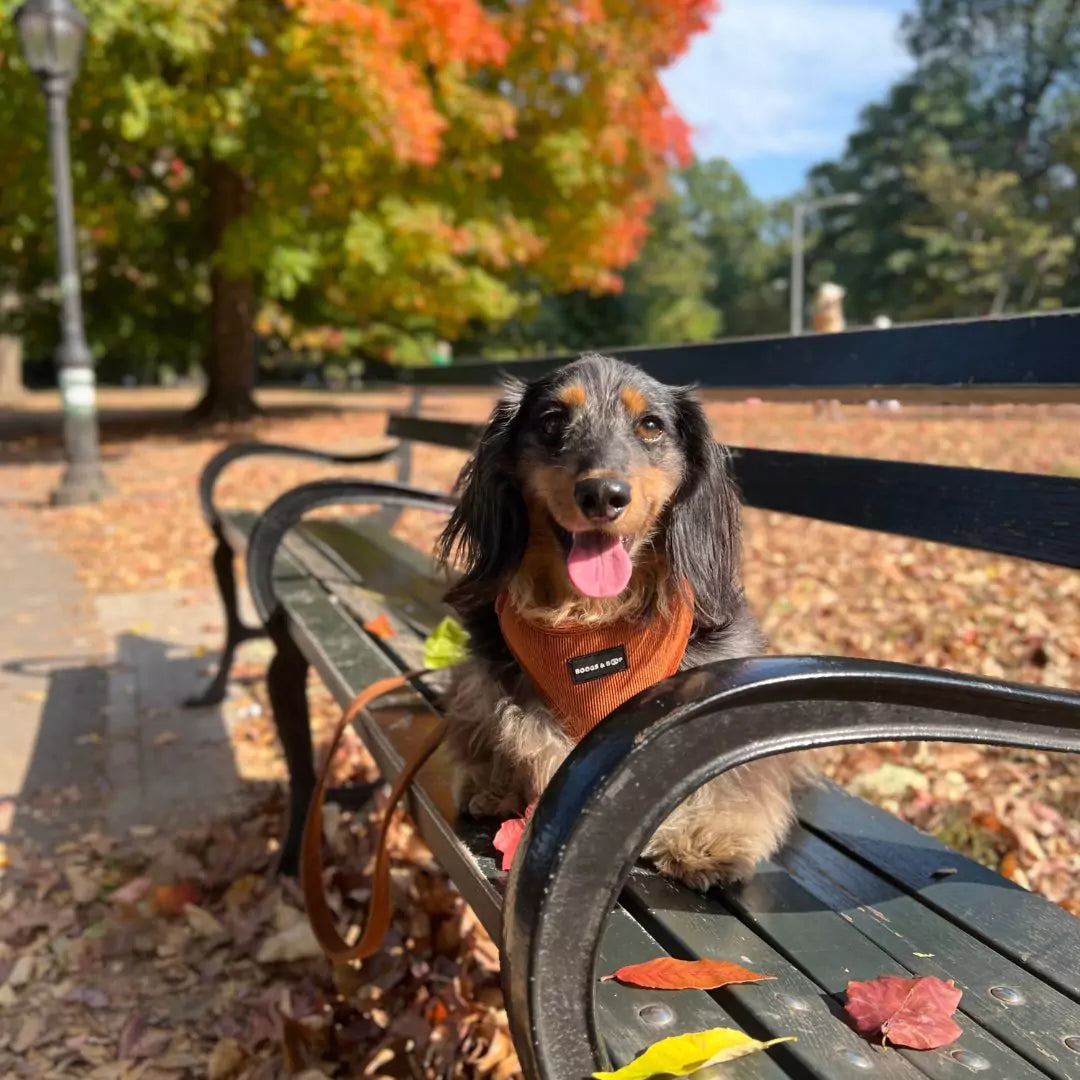 Happy dachshund with tongue out wearing Adjustable Corduroy Dog Harness - Rust Orange by Boogs & Boop for fall.