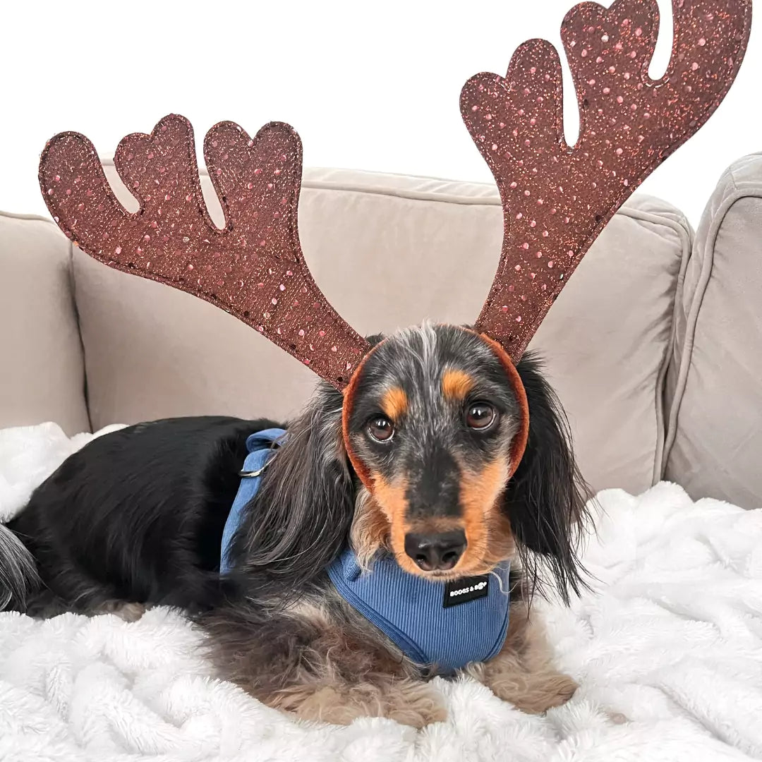 Longhaired Dachshund Wearing Reindeer Antlers and Adjustable Corduroy Dog Harness - Steel Blue by Boogs & Boop.