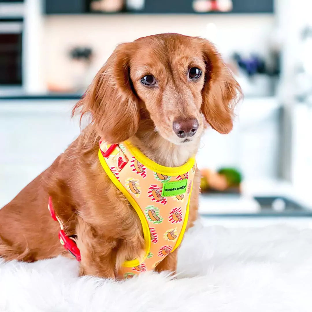 Adjustable Hot Dog Lover Dog Harness by Boogs & Boop worn by Milladivadoxie Dachshund..