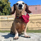 Penny the Dachshund Wearing Adjustable Corduroy Dog Collar and Sailor Bow Tie - Berry Red by Boogs & Boop.
