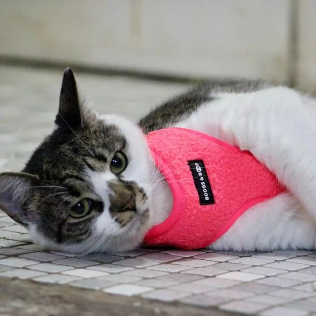 Cat Wearing Boogs & Boop Teddy Harness - Fluorescent Pink in X-Small.