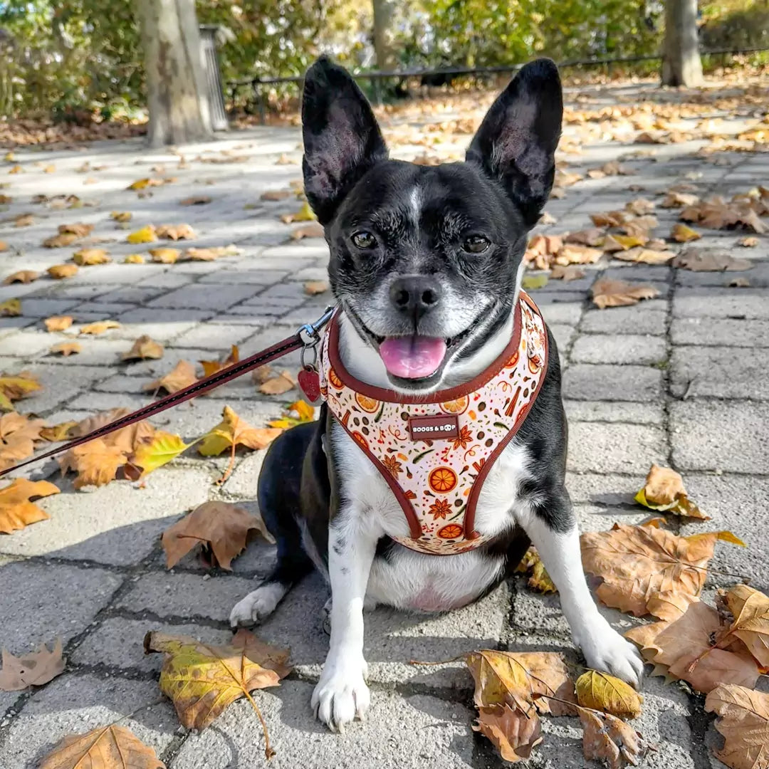 Shop Adjustable Winter Spice Dog Harness Worn by Boston Terrier Mix, Charlie.