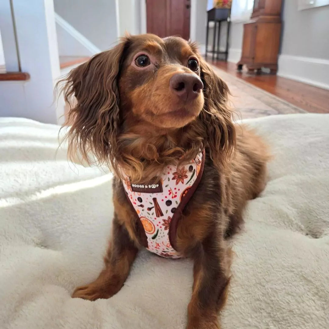 Shop Adjustable Winter Spice Dog Harness Worn by Dachshund, Charlie.