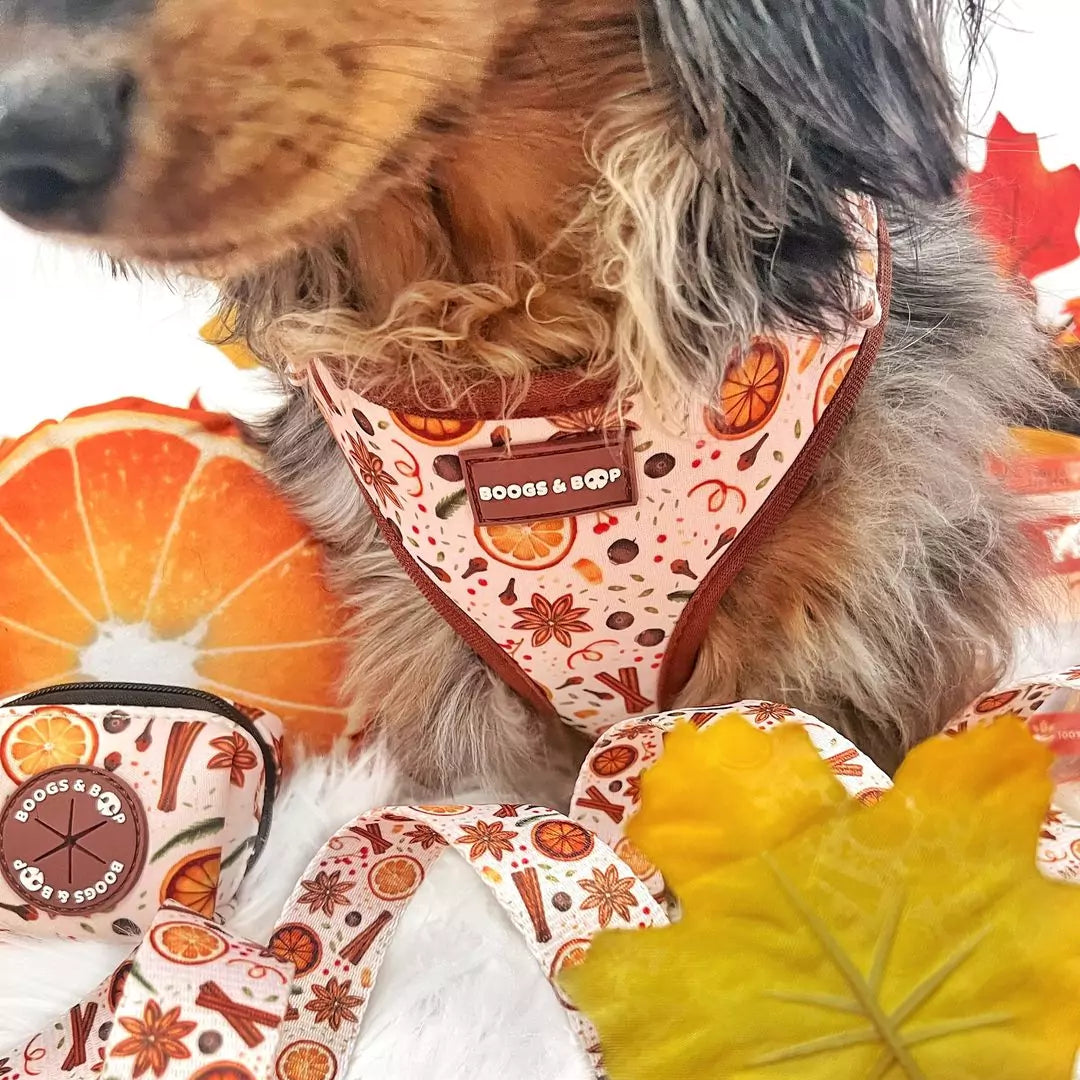 Close-Up of Adjustable Winter Spice Dog Harness Worn by Dachshund Luckoftheisles.