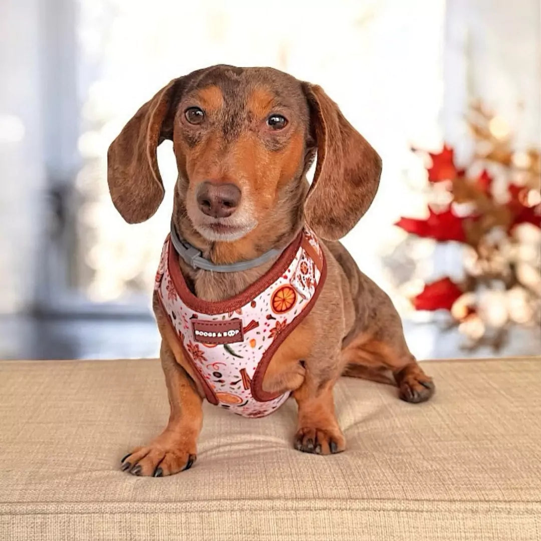 Shop Adjustable Winter Spice Dog Harness Worn by Dachshund, Normanthewienerdog.