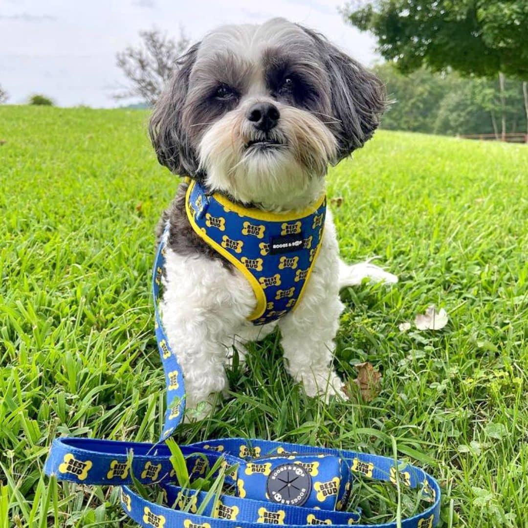 Best dog harness for shih tzu best sale