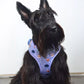 Adjustable Purple Astro-Mutts Space-Themed Dog Harness Worn by Scottish Terrier.