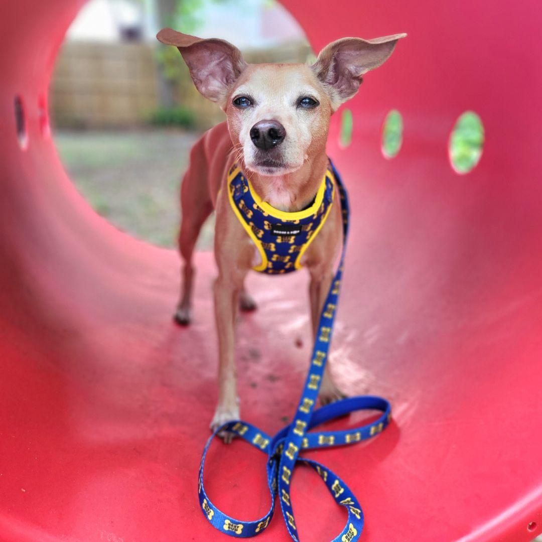 Cone for clearance blind dogs