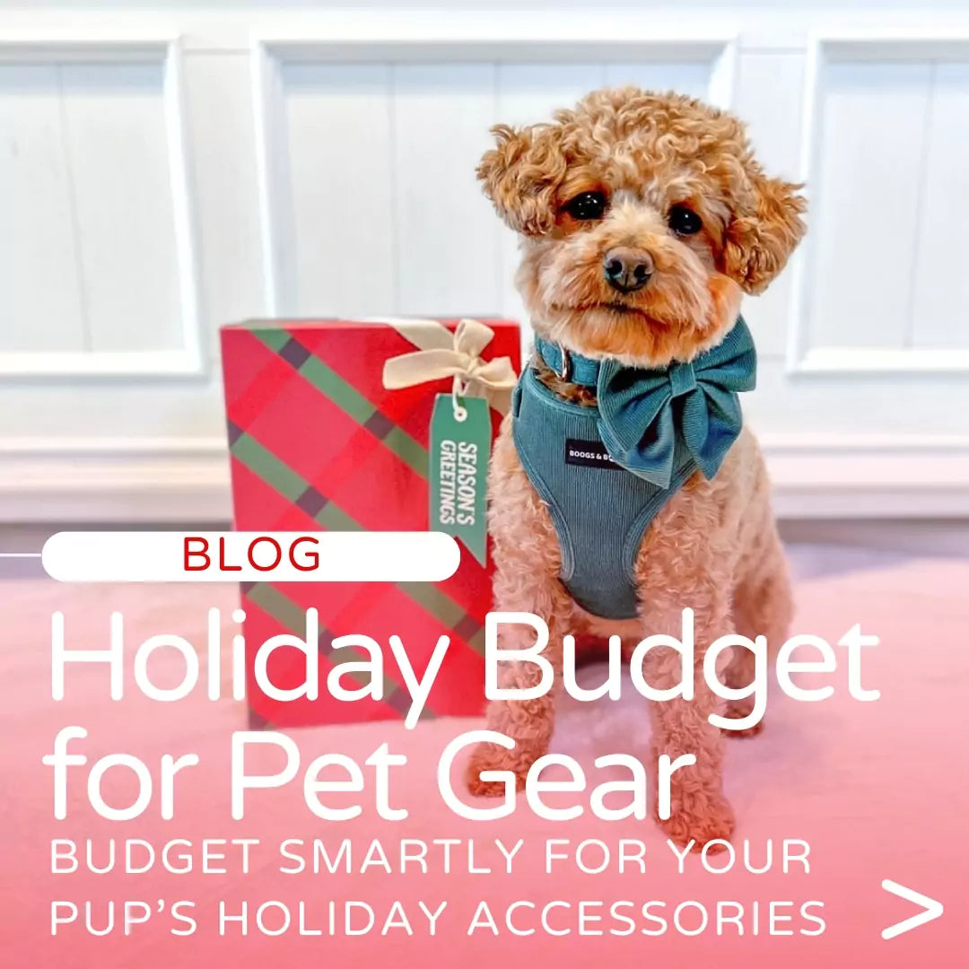 Blog: Budgeting and Financing for New Dog Accessories During the Holidays