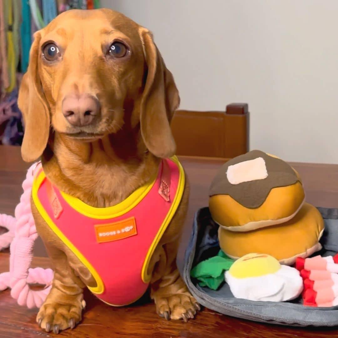 PawfectPals Interactive Squeaky Dog Chew Snuffle Toy Breakfast Platter –  PerfectKitchenCo
