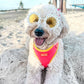 Golden Doodle Wearing Adjustable Summer Color Block Dog Harness - Tropical Punch Pink by Boogs & Boop.