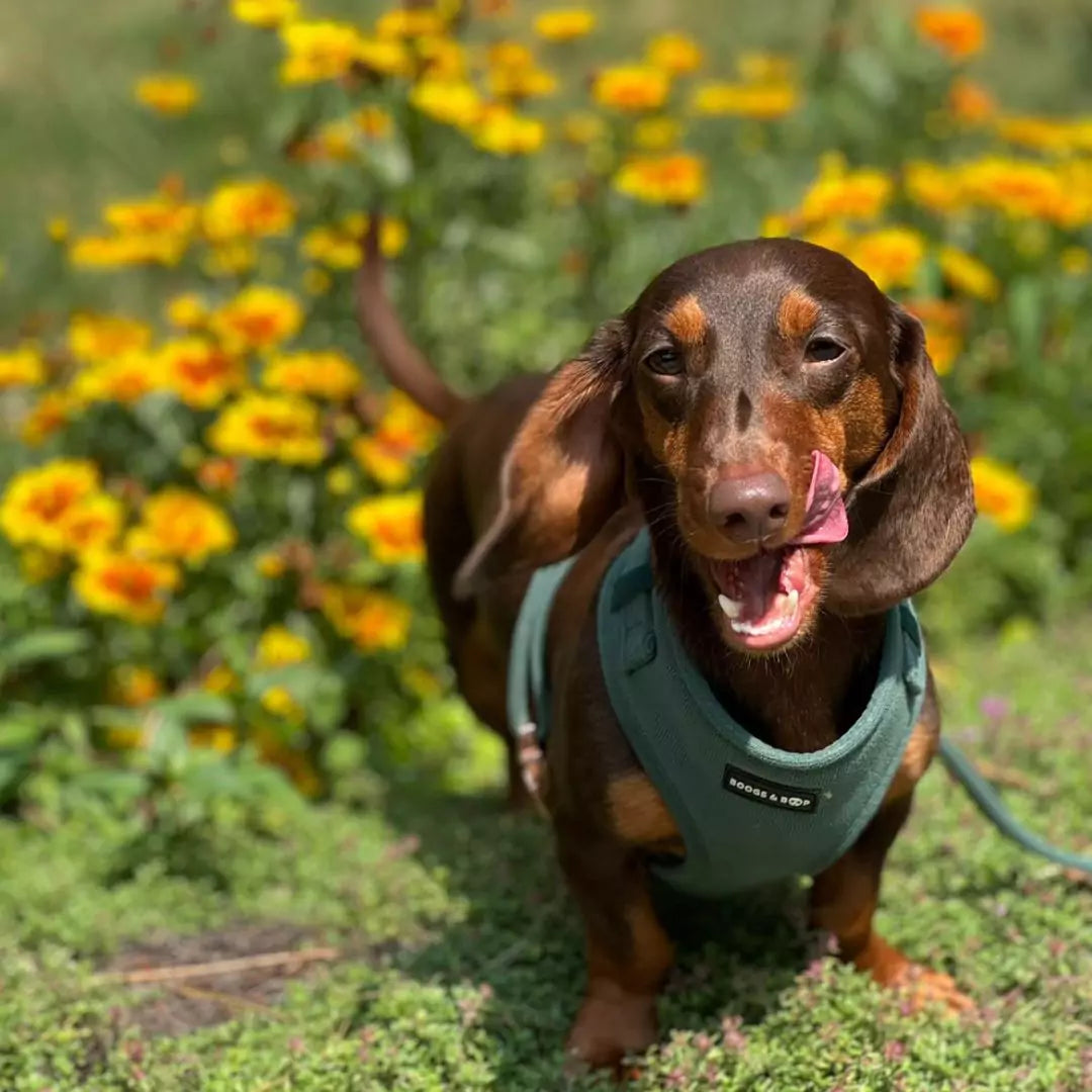 Henri Dachshund with Tongue Out in Garden Wearing Boogs & Boop Corduroy Dog Harness - Moss Green.