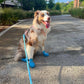 Walking Aussie With Rope Dog Leash - Sky Blue by Boogs & Boop.