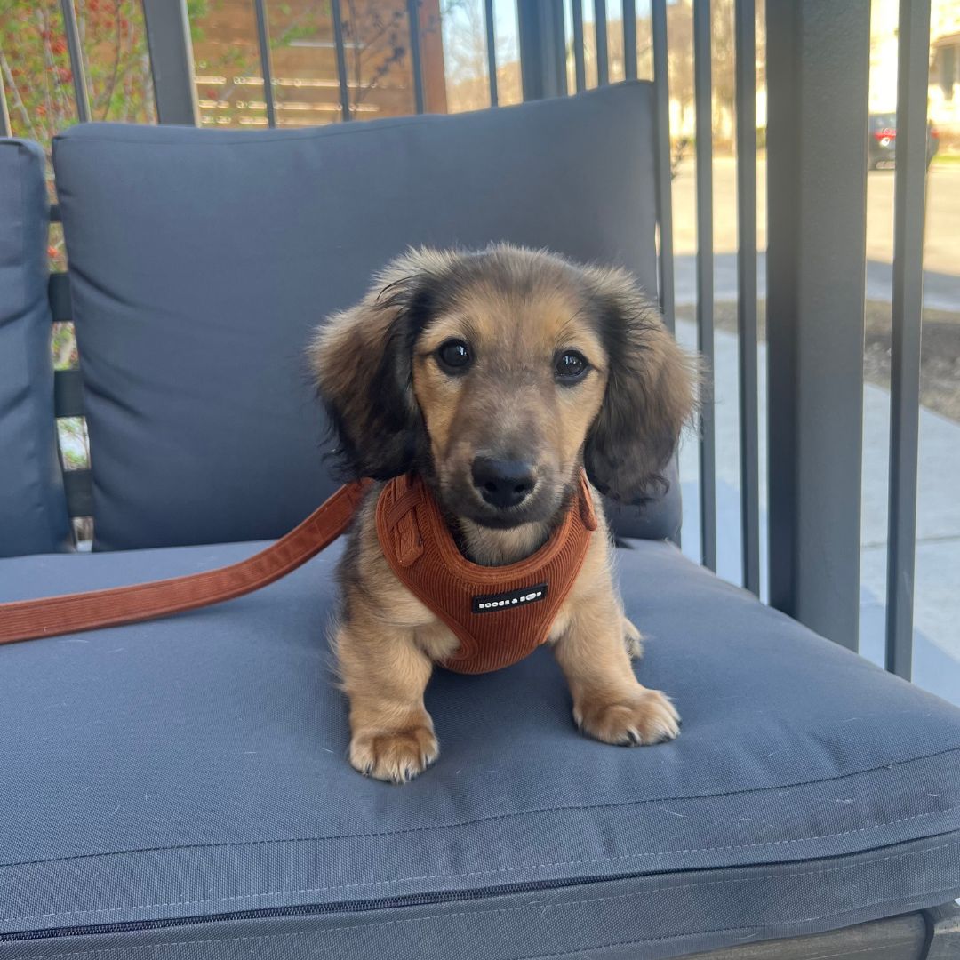 Adjustable Corduroy Dog Harness Rust