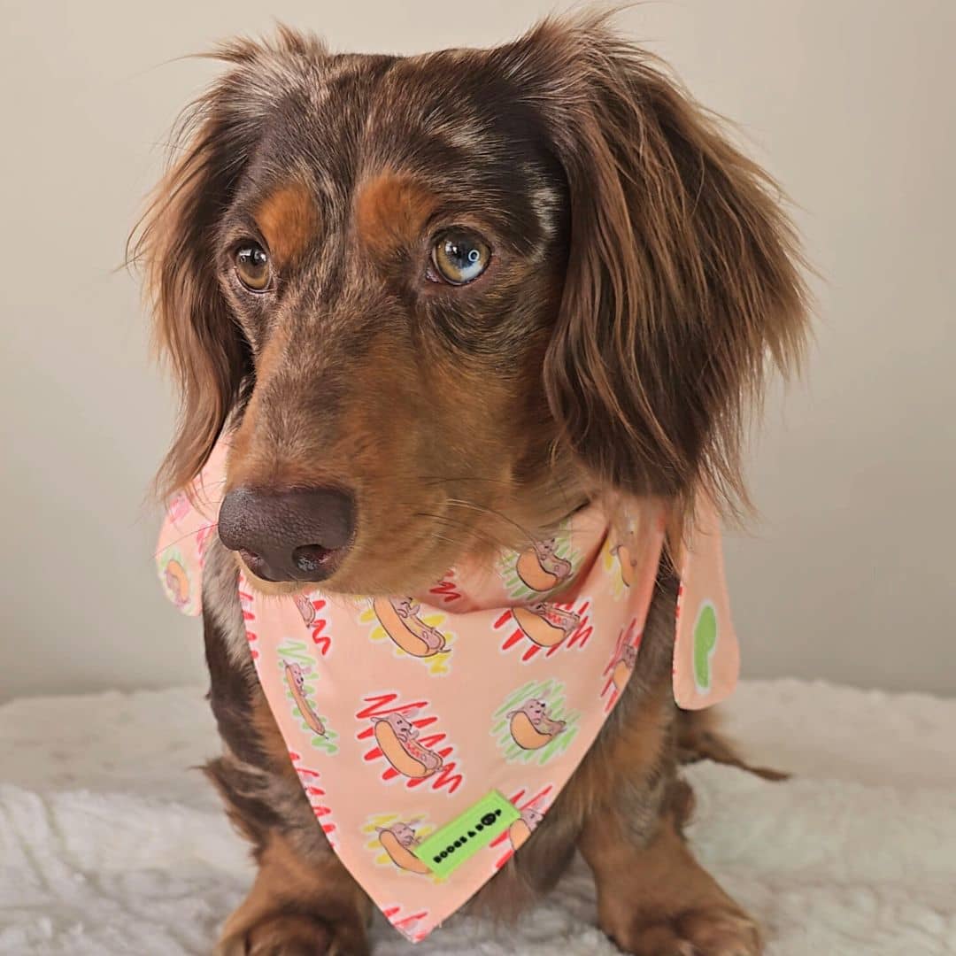 Miniature best sale dachshund bandanas