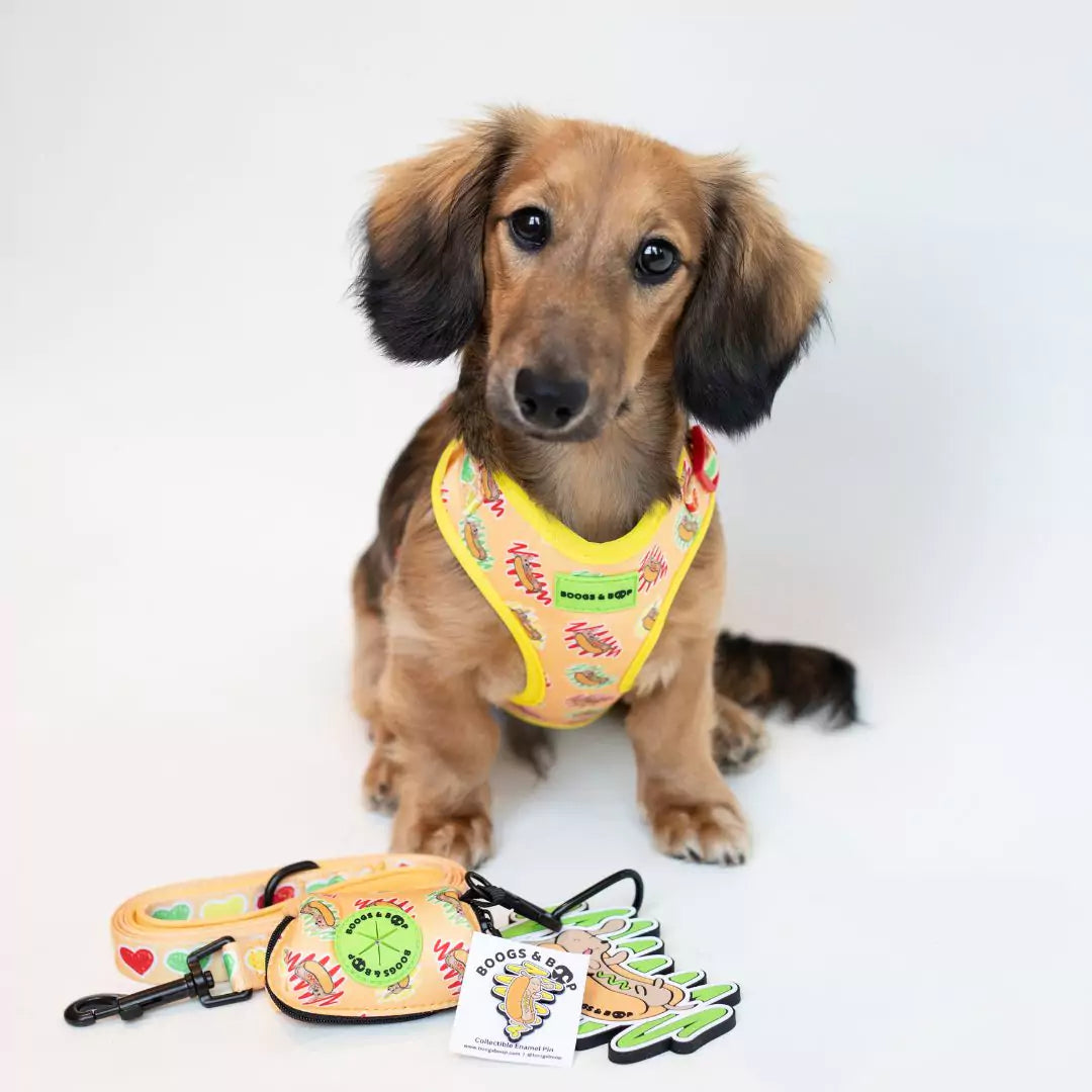 Caymus the Mini Dachshund Wearing Adjustable Hot Dog Lover Dog Harness and Matching Doxie-Themed Dog Accessories by Boogs & Boop.