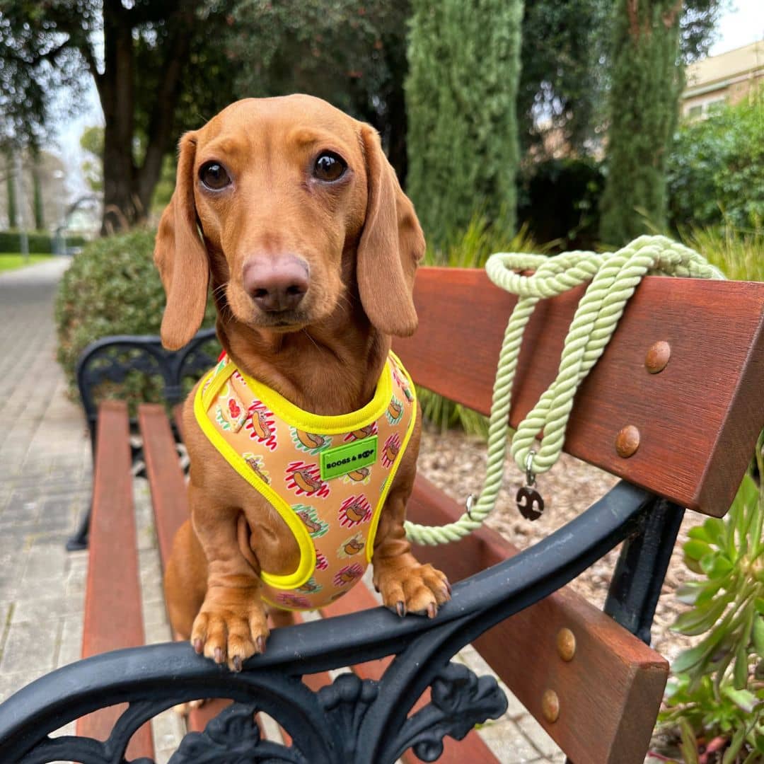 Weenie shop dog harness