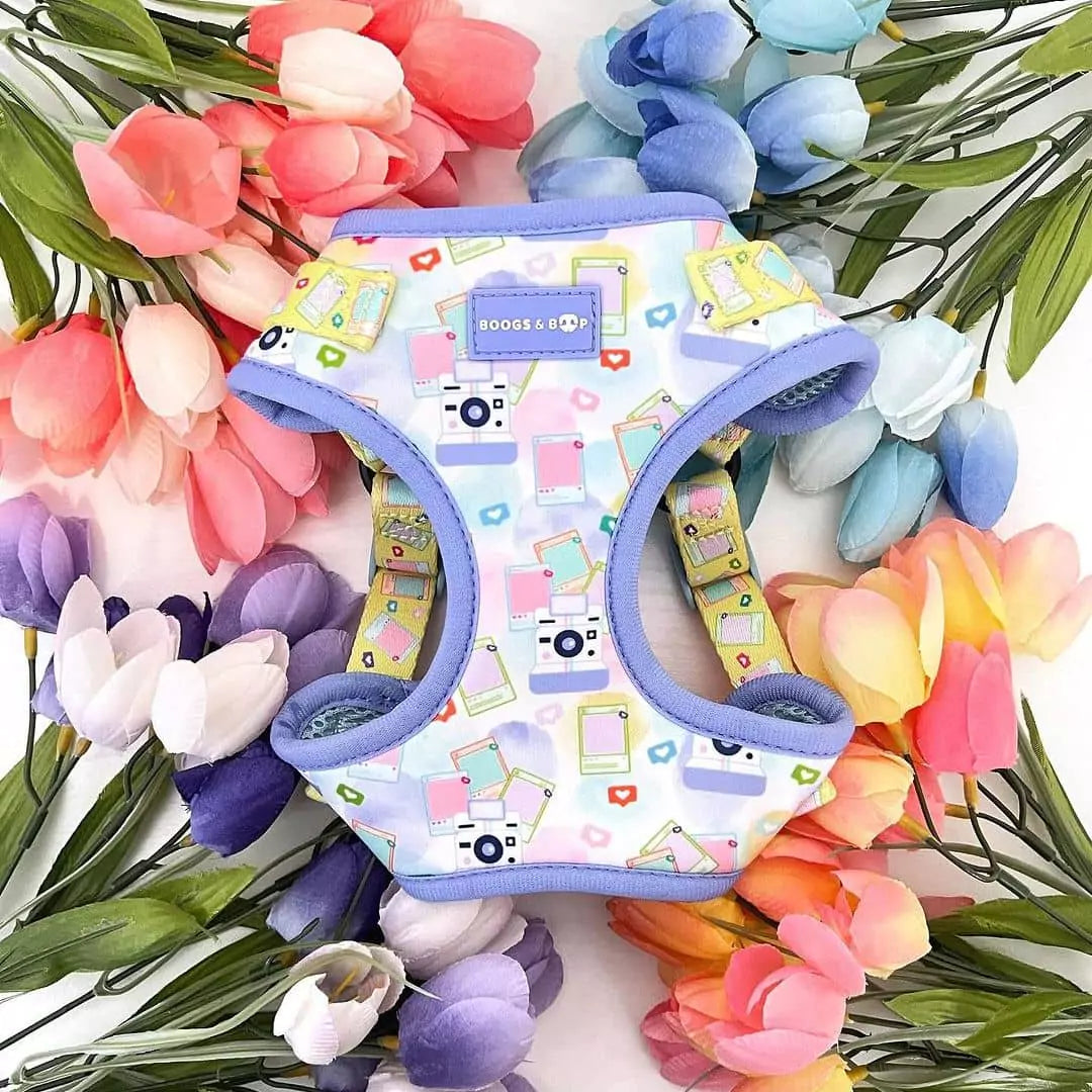 Step-In Pawlaroid Pupfluencer Instagram Print Dog Harness - Boogs & Boop Flat Lay With Spring Tulips.