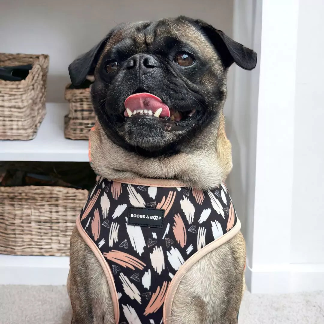 Pug With Tongue Out Wearing Boogs & Boop Reversible Signature Print Dog Harness.