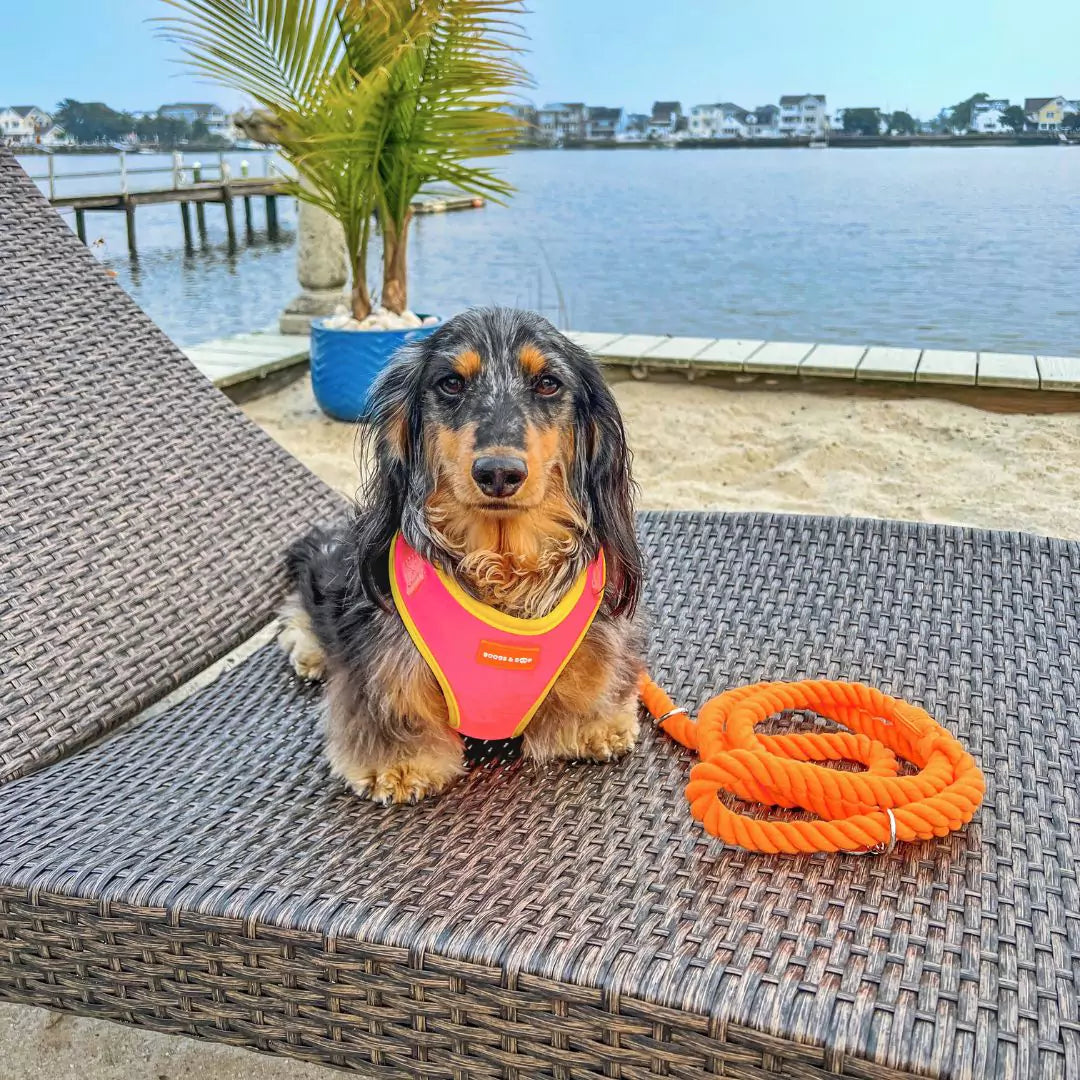 Dachshund Luckoftheisles Wearing Adjustable Summer Color Block Dog Harness - Tropical Punch Pink with Matching Rope Leash - Clementine Orange by Boogs & Boop.