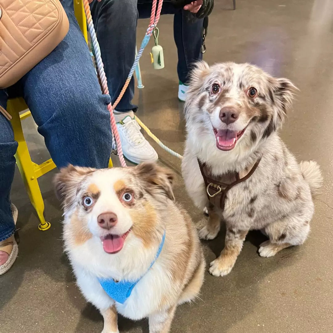 Smiling Aussies Wearing Adjustable Teddy Sherpa Dog Harness - Electric Blue with Matching Rope Leash - Pastel Rainbow by Boogs & Boop.