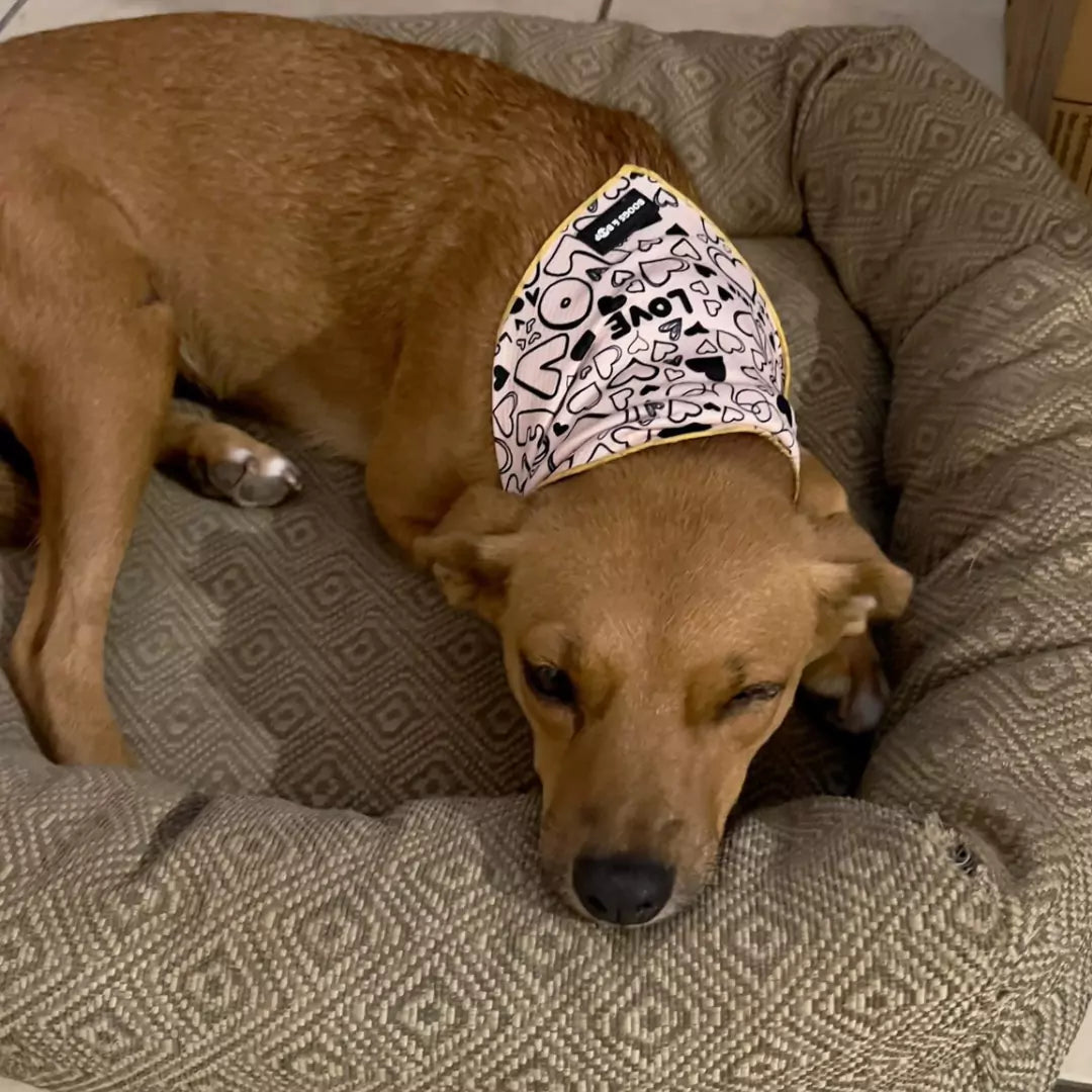 Rescue Dog Wearing Signature Bandana by Boogs & Boop.