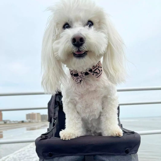 Coton de Tulear Wearing Signature Print Dog Bow Tie by Boogs & Boop.