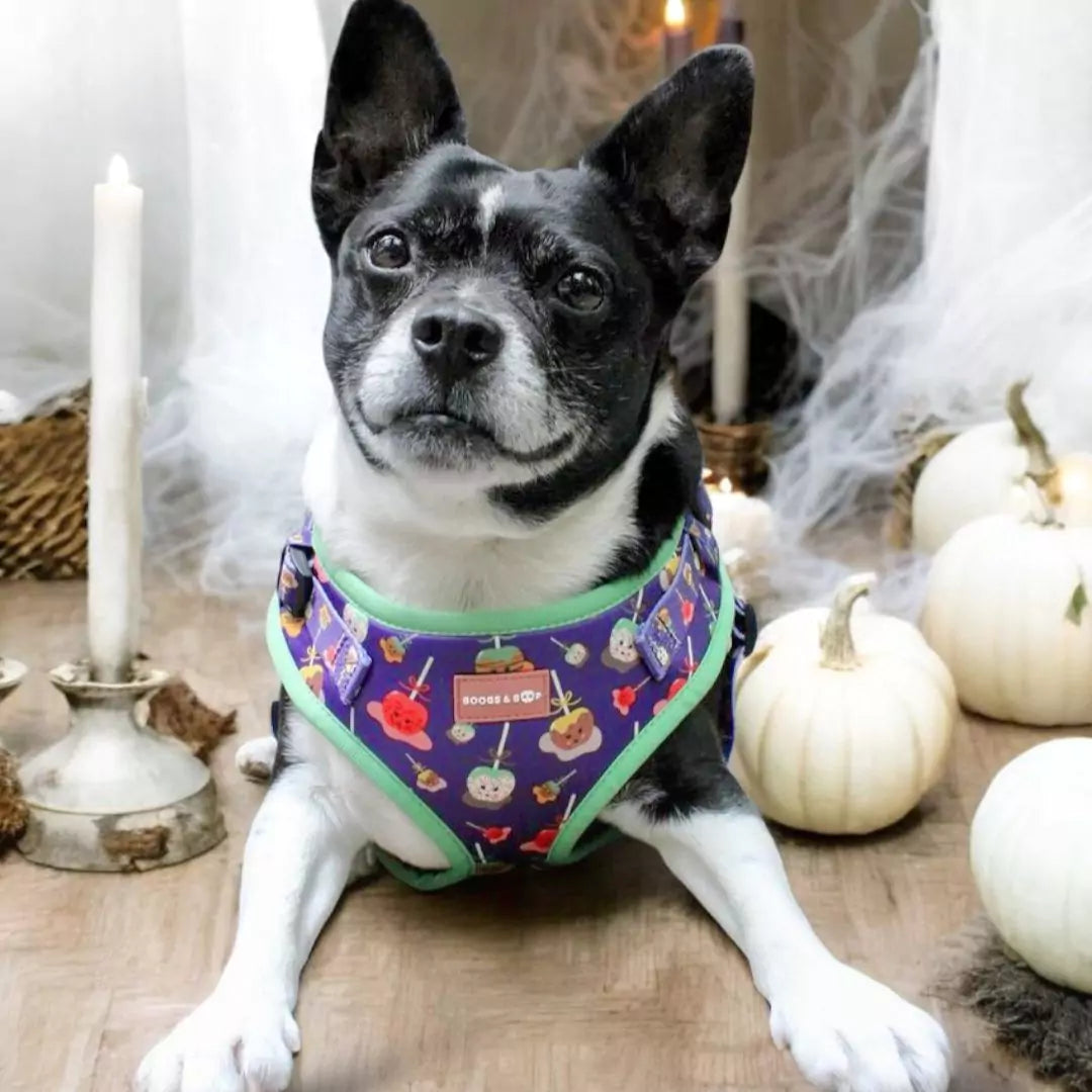 Boston Terrier Chihuahua mix Wearing Step-In Caramel Apple Print Dog Harness by Boogs & Boop for Halloween.